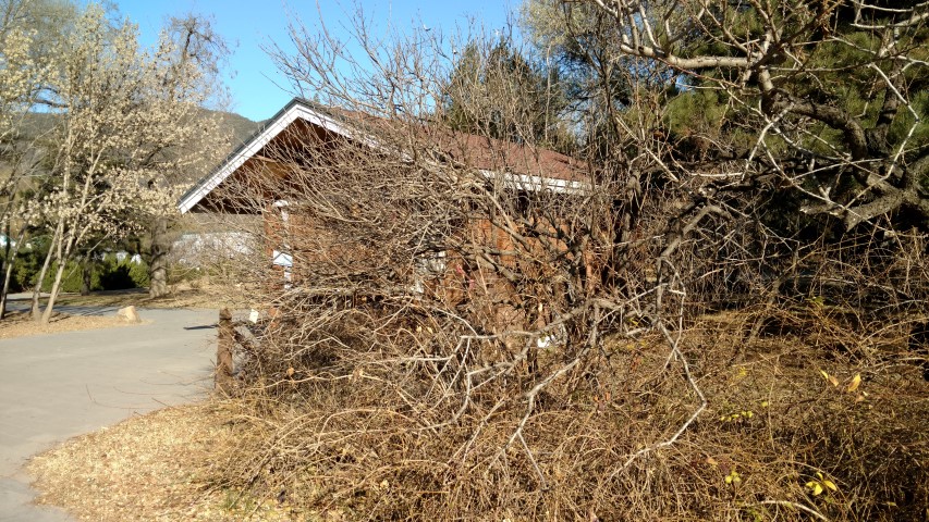 Syringa oblata plantplacesimage20171126_134715.jpg