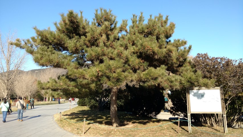 Pinus tabuliformis plantplacesimage20171126_134952.jpg