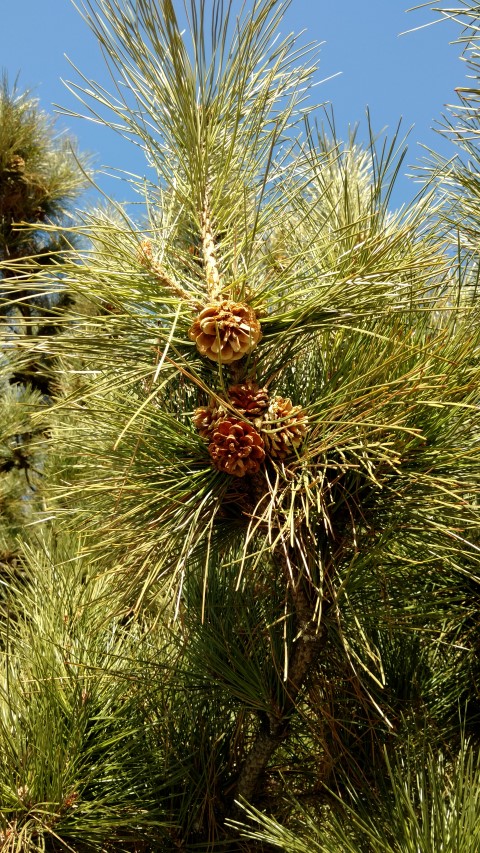Pinus tabuliformis plantplacesimage20171126_135008.jpg