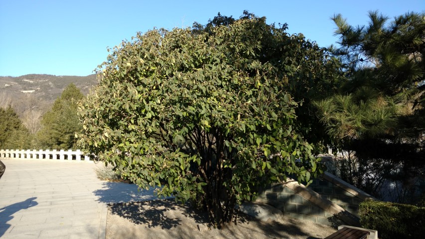 Viburnum rhytidophyllum plantplacesimage20171126_135406.jpg