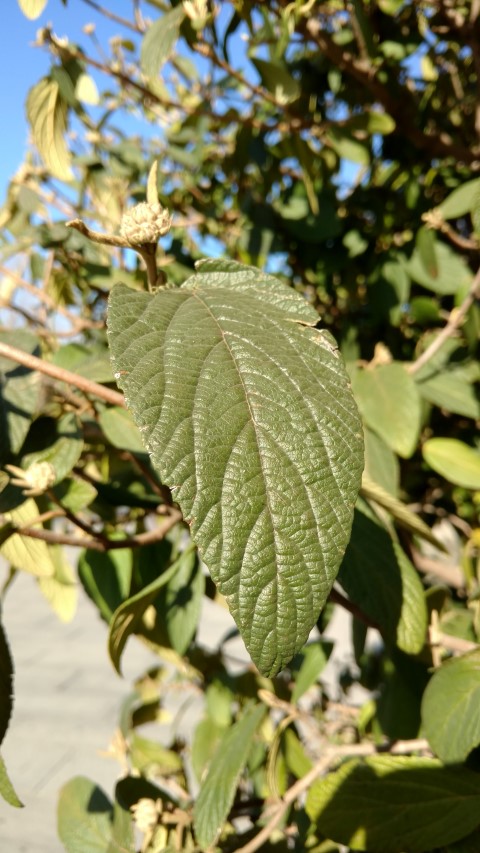 Viburnum rhytidophyllum plantplacesimage20171126_135418.jpg