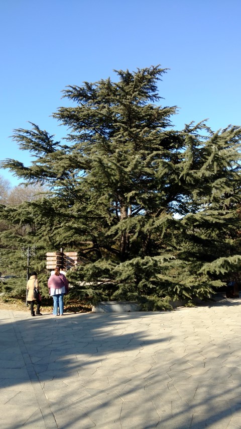 Pinus tabuliformis plantplacesimage20171126_135645.jpg