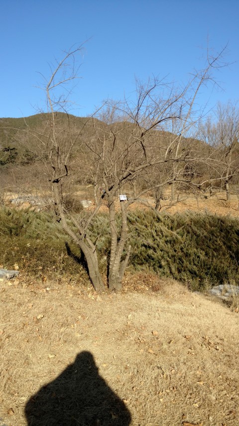 Euonymus bungeanus plantplacesimage20171126_140710.jpg