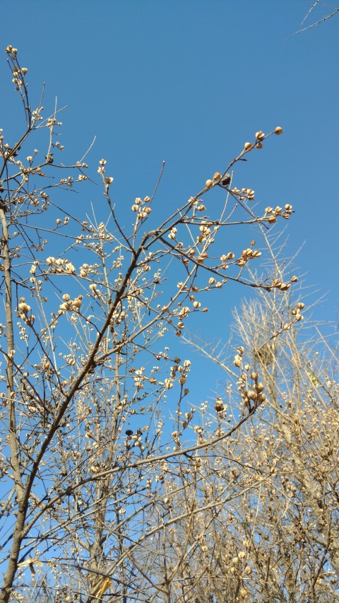 Exochorda racemosa plantplacesimage20171126_141255.jpg