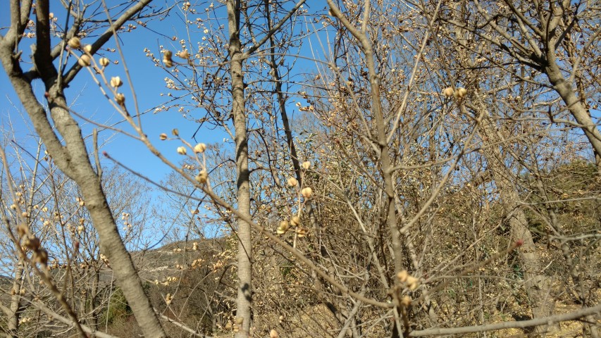 Exochorda racemosa plantplacesimage20171126_141338.jpg