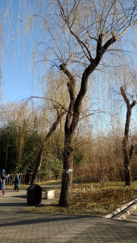 Salix matsudana plantplacesimage20171126_142536.jpg