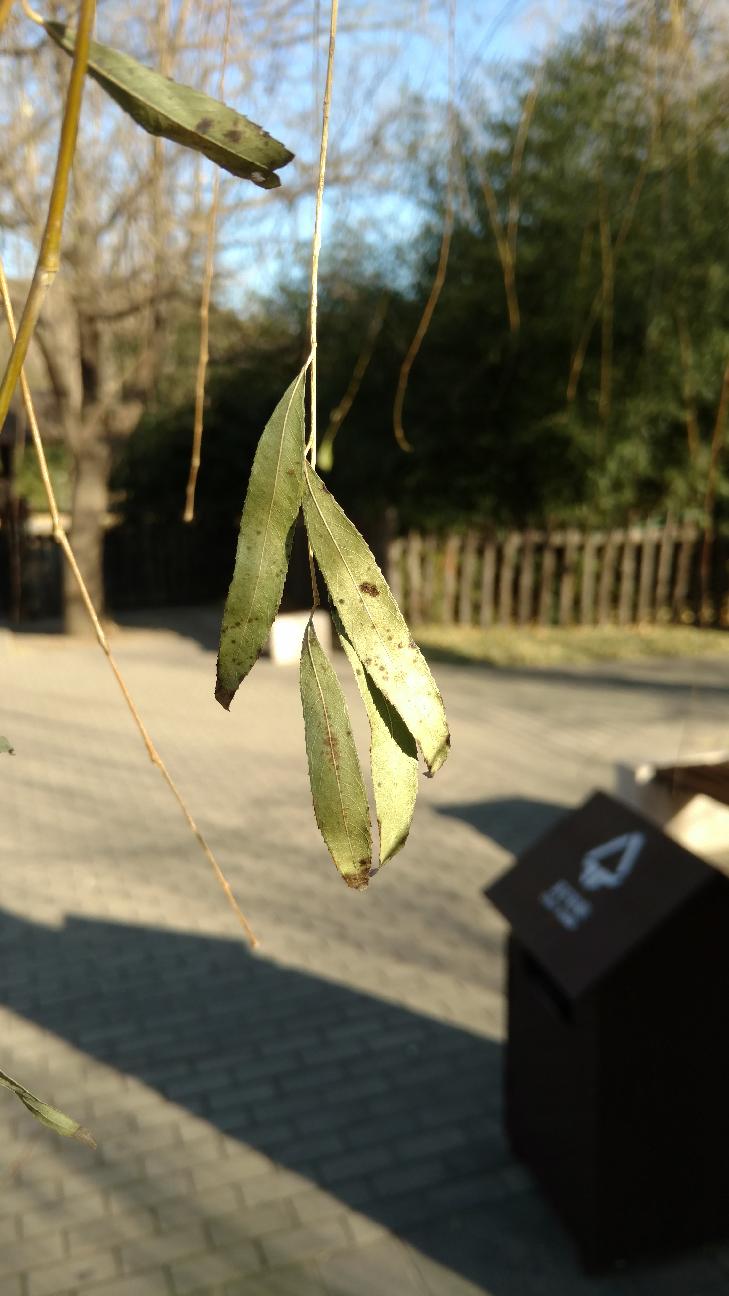 Salix matsudana plantplacesimage20171126_142606.jpg