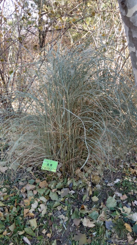 Allium schoenoprasum plantplacesimage20171126_142834.jpg