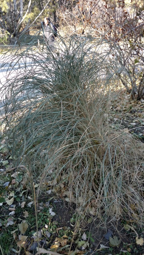 Allium schoenoprasum plantplacesimage20171126_142845.jpg