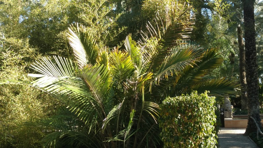 Picture of Arenga engleri  Palmera de formosa