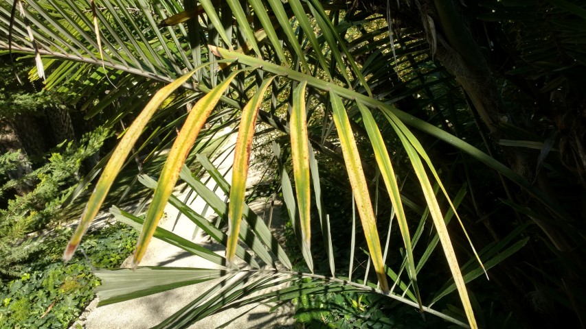 Picture of Arenga engleri  Palmera de formosa