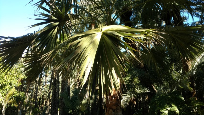 Picture of Livistonia mariae  Palmito Australia central