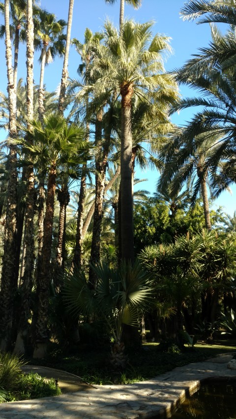 Picture of Washingtonia filifera  California Fan Palm, Palmera Abanico de California