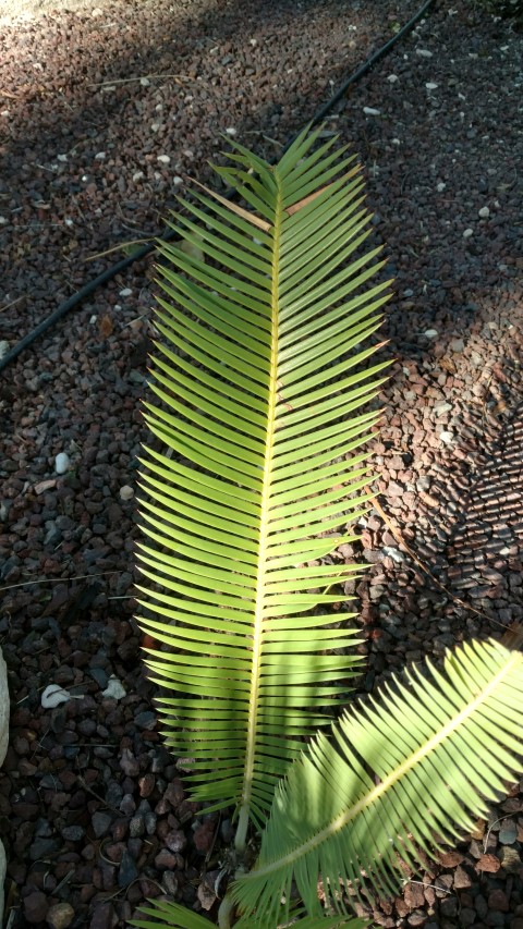 Picture of Dioon edule angustifolia