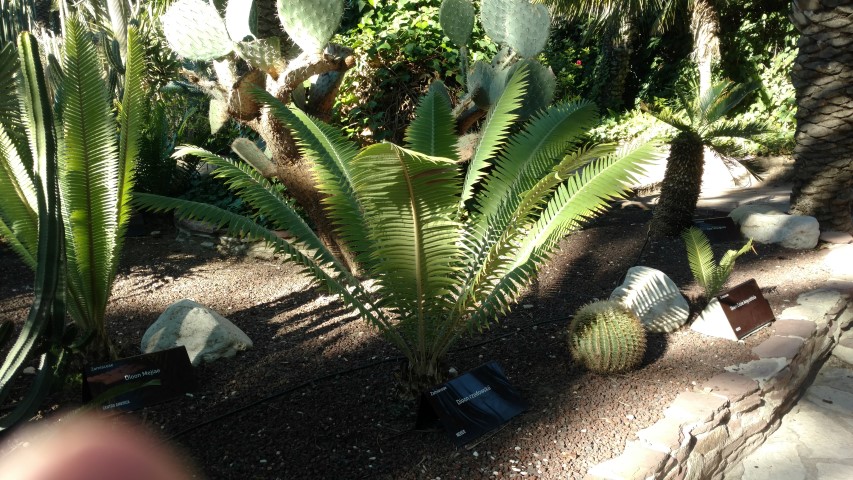Picture of Dioon rzedowskii  