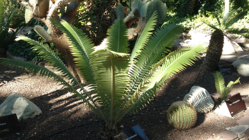 Picture of Dioon rzedowskii  