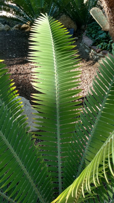 Picture of Dioon rzedowskii  