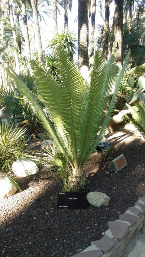 Picture of Dioon edule