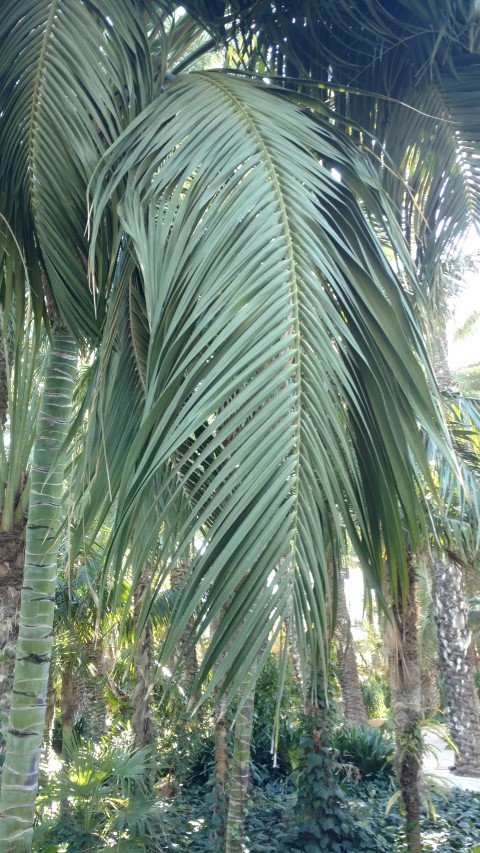 Picture of Howea forsteriana
