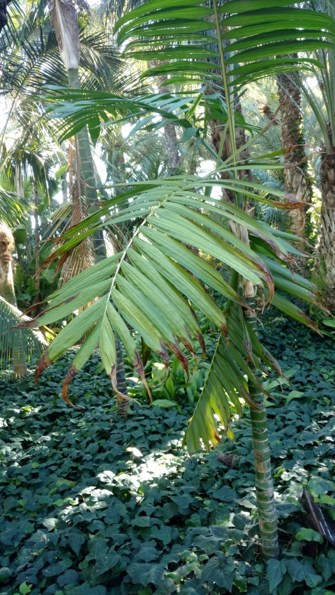 Picture of Chamaedorea tepejilote