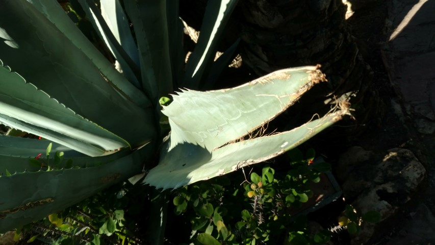 Picture of Agave americana  