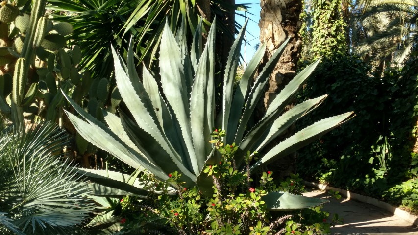 Picture of Agave americana