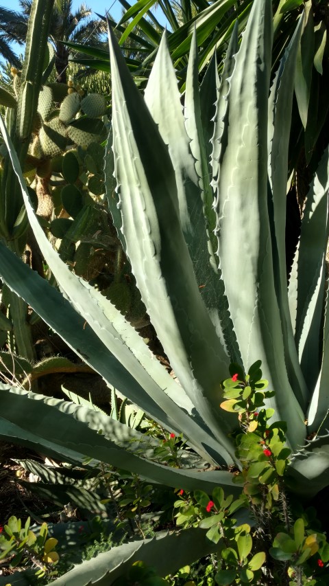 Picture of Agave americana  