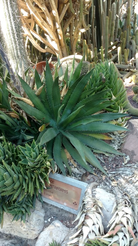 Picture of Agave americana  