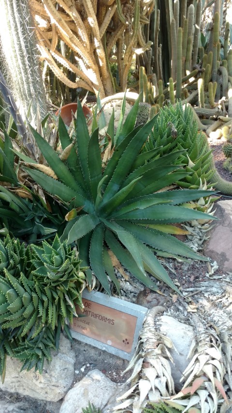 Picture of Agave americana