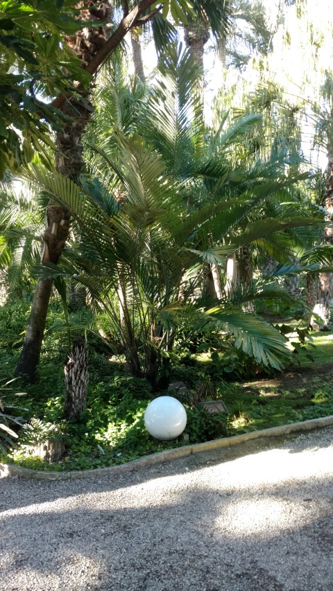 Picture of Arenga engleri  Palmera de formosa