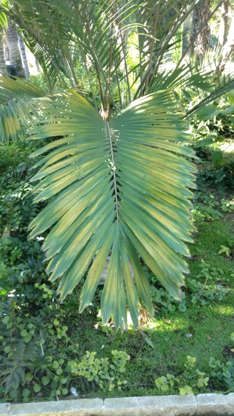 Picture of Arenga engleri  Palmera de formosa
