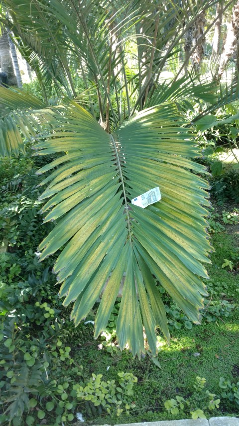 Picture of Arenga engleri  Palmera de formosa