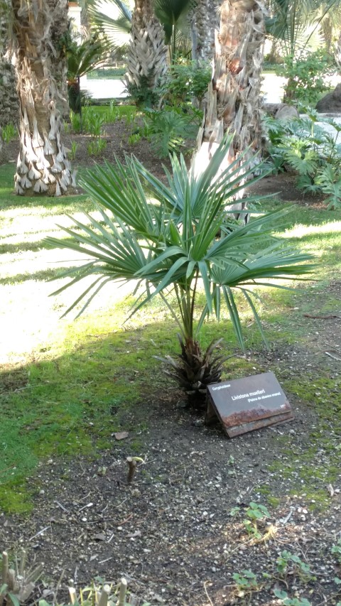 Picture of Livistonia muelleri  Palma de abanico enana