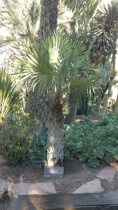 Picture of Copernicia alba Palma Colorado, Palma caranday