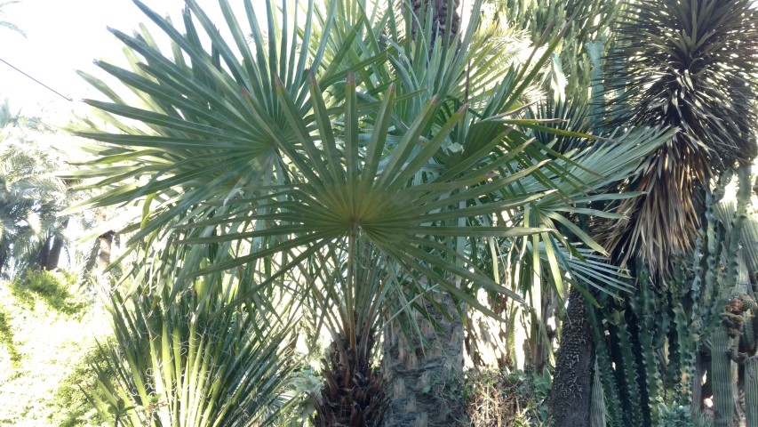 Picture of Copernicia alba Palma Colorado, Palma caranday