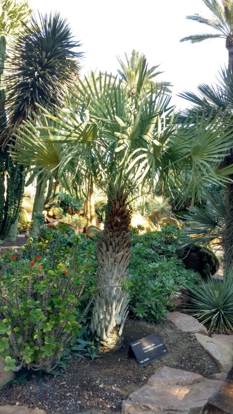 Picture of Copernicia alba Palma Colorado, Palma caranday