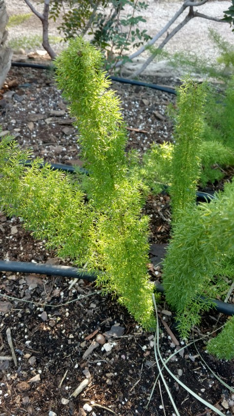 Picture of Asparagus meyeri