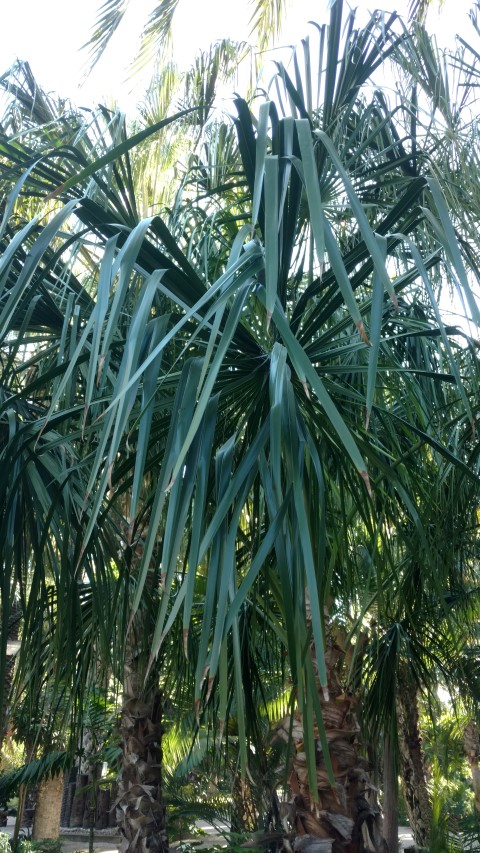 Picture of Livistona decipiens  