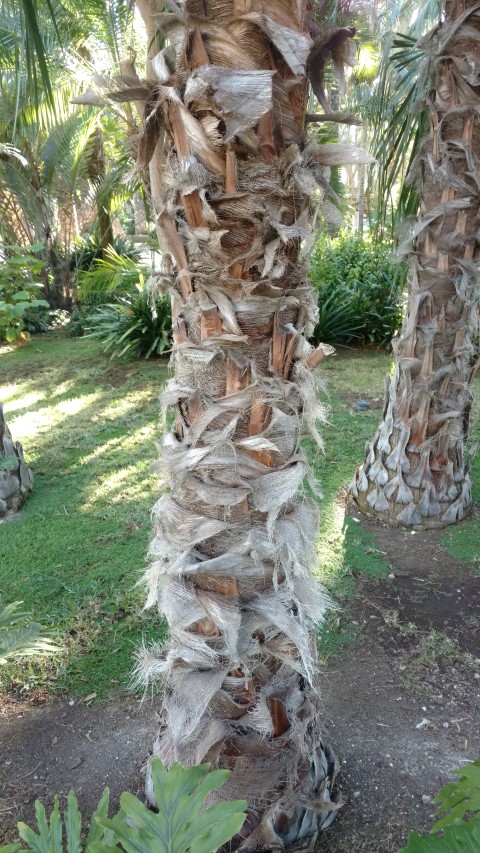 Picture of Livistona decipiens  