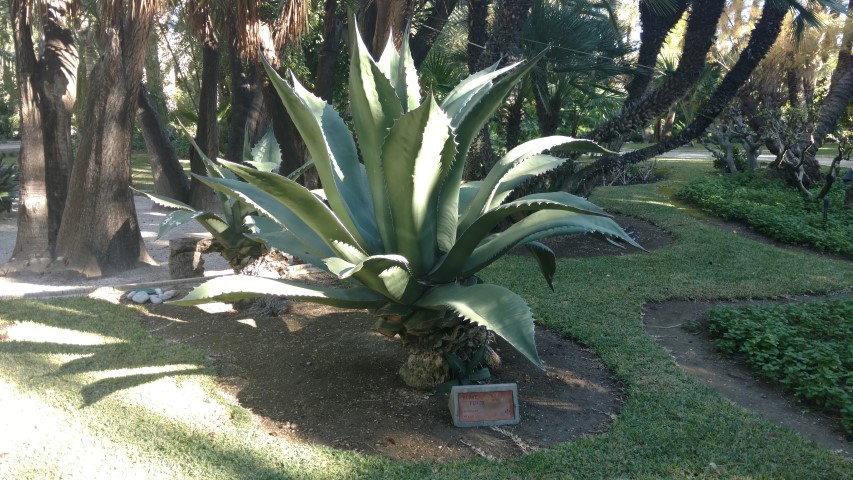 Agave ferox plantplacesimage20171216_132612.jpg