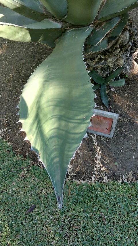 Agave ferox plantplacesimage20171216_132623.jpg