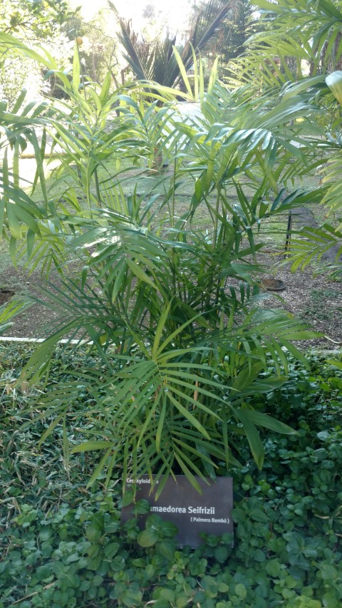 Picture of Chamaedorea siefrizii  Bamboo Palm