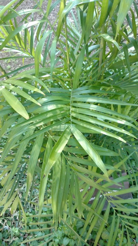 Picture of Chamaedorea siefrizii Bamboo Palm
