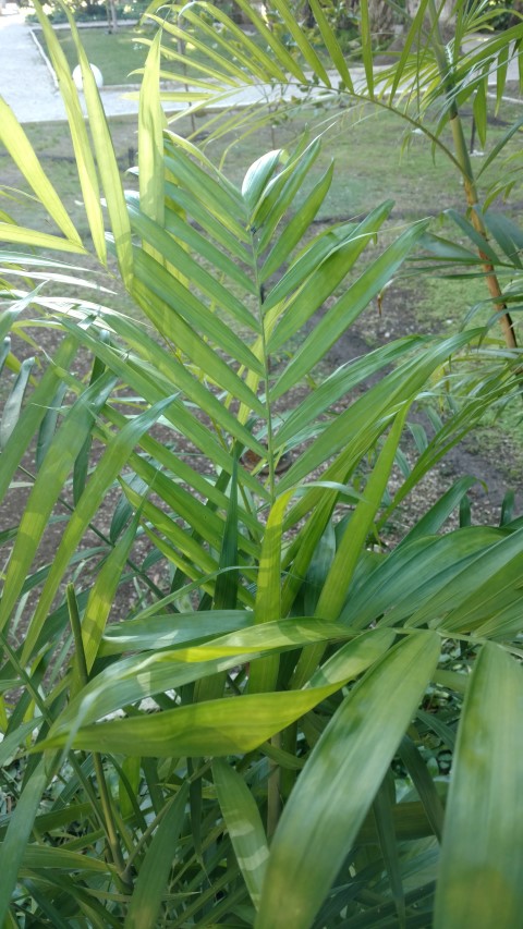 Picture of Chamaedorea siefrizii Bamboo Palm