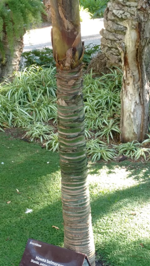 Picture of Howea belmoreana  Kentia, Palma rizada, centinela