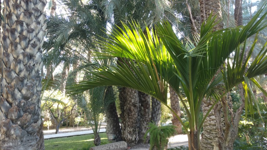 Picture of Howea belmoreana  Kentia, Palma rizada, centinela