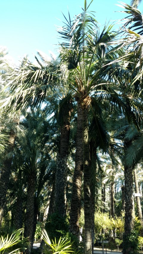 Picture of Howea forsteriana