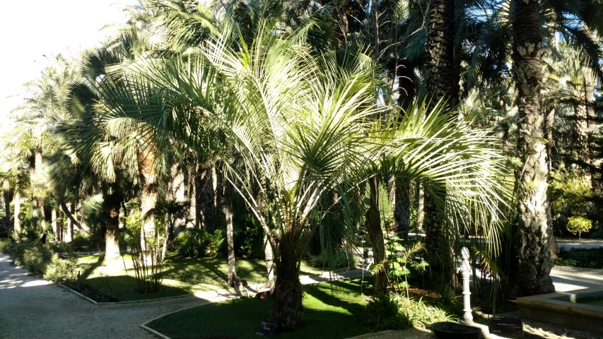 Picture of Butia capitata