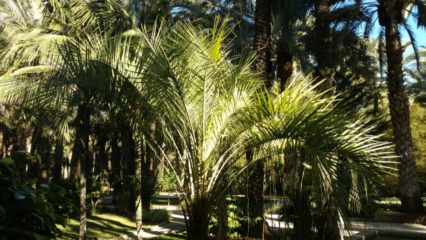 Picture of Butia%20capitata