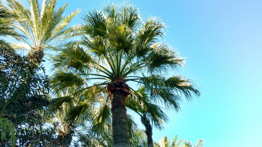 Picture of Washingtonia filifera  California Fan Palm, Palmera Abanico de California